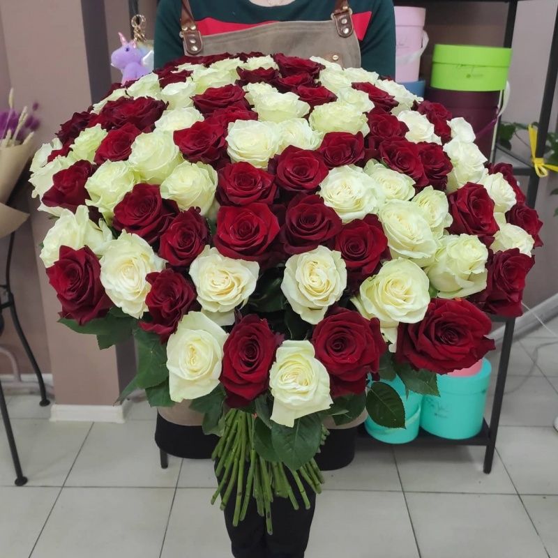 101 элитная красная и белая роза 70 см