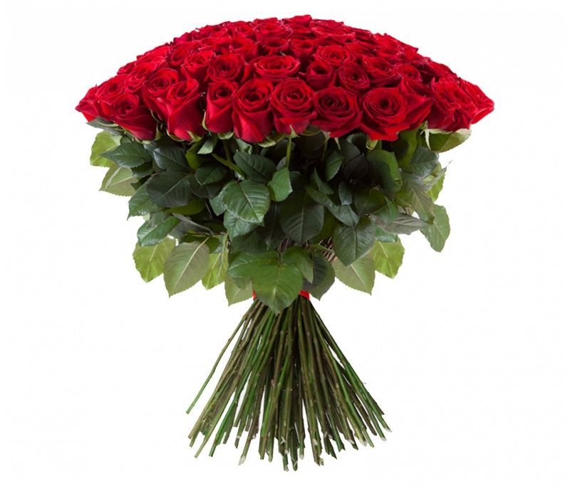 101 элитная красная роза 70 см